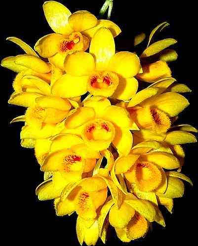 Dendrobium sulcatum